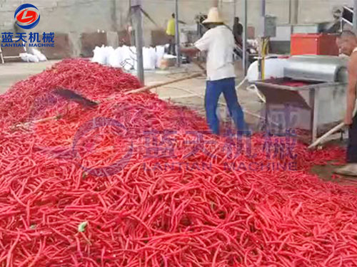 貴州畢節(jié)辣椒加工現(xiàn)場